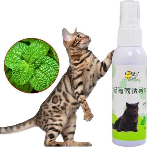 Cat Catnip Pet Training Toy Natural Healthy Cat Mint Funny Scratch Toy Spray UHJSD