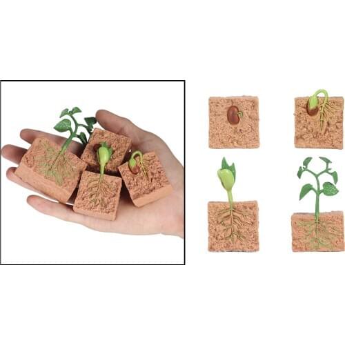 Nature Plant Soybeans Seeds Growth Cycle Model Playset Pre-school Learning Imagination Toys Class Supplies