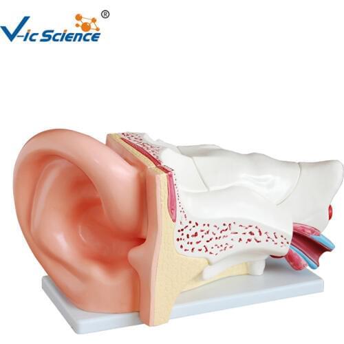 Human Educational Plastic Ear Anatomical Model For Teaching