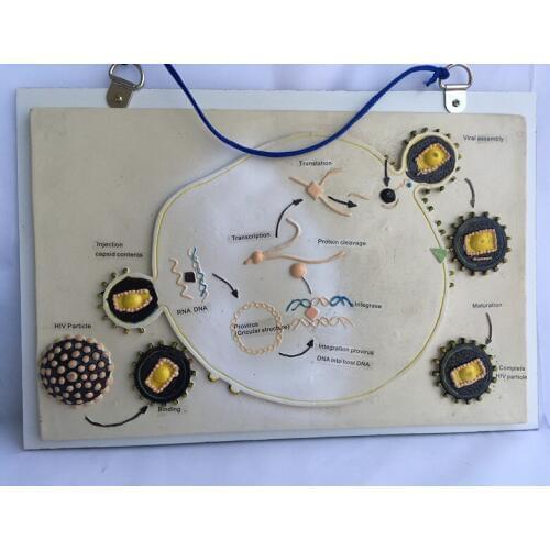 Hanging HIV life reproduction model HIV anatomy model biology teaching equipment