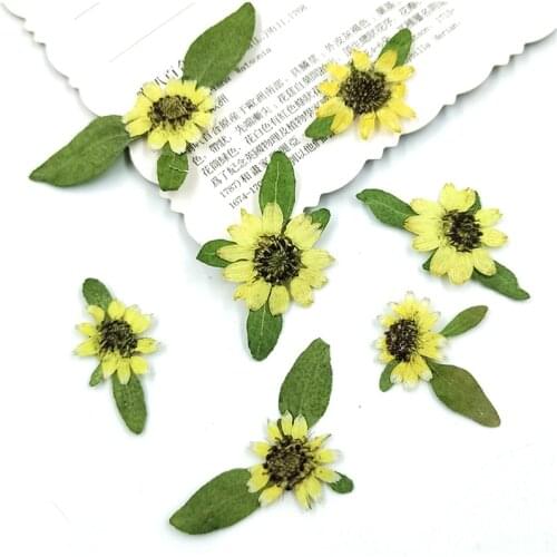 100pcs Natural Pressed Mini Sunflower Real Touch Flowers DIY Art Craft Bookmark Gift Nail Decoration Flores Secas Facial Decor