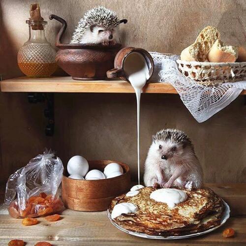 Full Drill Diamond Painting Breakfast For Hedgehogs Mosaic DIY Diamond Painting Cross Stitch Embroidery Home Decorative Craft