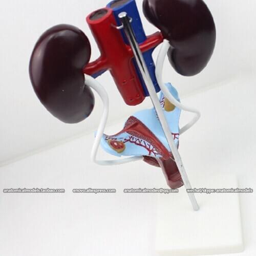 CMAM/12424 Female Urogenital System,Genitourinary Medical Teaching Anatomical Model
