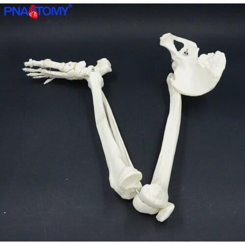 Adult size lower limb model skeleton anatomy leg bone anatomy with hip femur foot bone medical teaching tool life size PNATOMY
