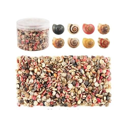 Tiny Sea Shells Mixed Ocean Beach Conch Craft Charms for Home Decorations, Beach Theme Party Wedding Decor Fish Tank and Vase Fi