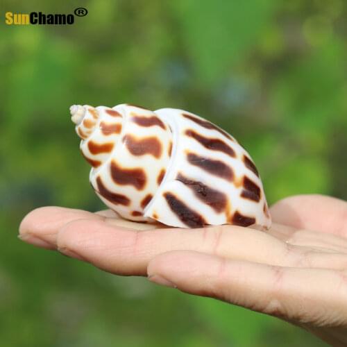 Fashion Landscape-making Aquarium Natural Conch Shell Snail Mediterranean Micro-landscape Decoration Crafts Specimens Ornaments