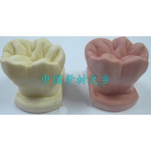 Color Monomer model Dental materials Plaster teeth model free shipping