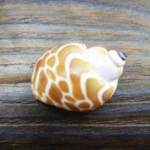 Mediterranean Style Beautiful Beach SeaShells Mix Sea Natural Shells Shell Crafts for Aquarium Fish Tank Decor