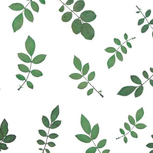 120pcs Pressed Dried Natural Green Rose Leaf Leaves Plant Herbarium For Jewelry Postcard Bookmark Phone Case DIY Making