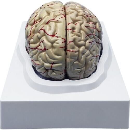 1: 1 Life Size Human Anatomical Brain Pro Dissection Medical Organ Teaching Model