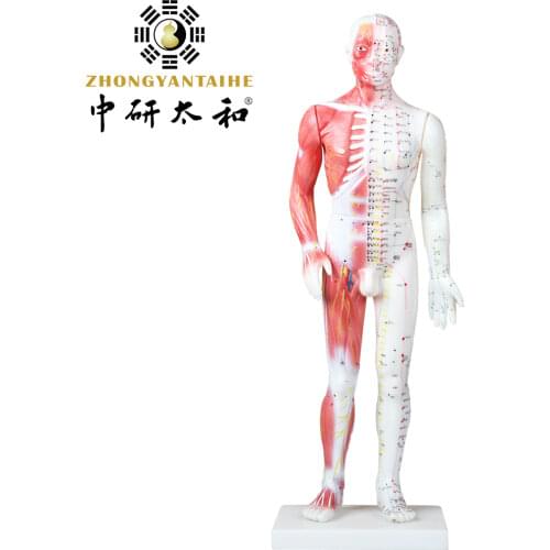 85cm Male Human Acupuncture Points&Muscle Model Acupuncture Point Model Muscle Anatomy Model