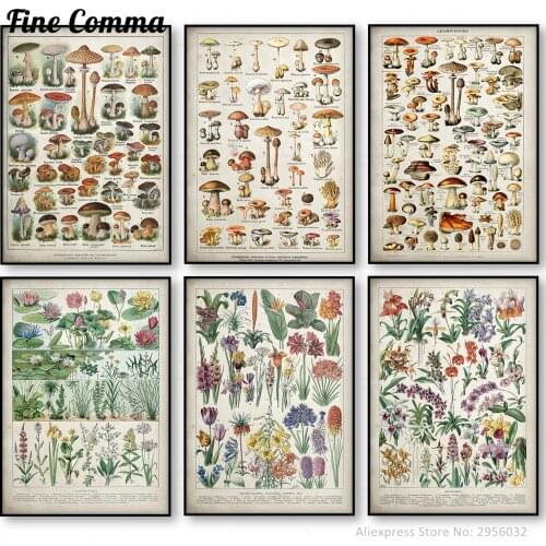 Botanical Educational Poster Mushrooms Champignons Identification Reference Chart Diagram Illustration Wall Art Canvas Painting