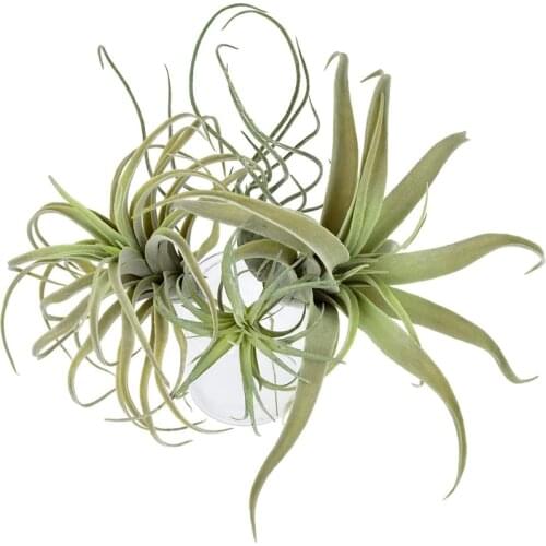 HOT SALE 4Pack Artificial Pineapple Grass Air Plants Fake Flowers Faux Flocking Tillandsia Bromeliads Home Garden Decor