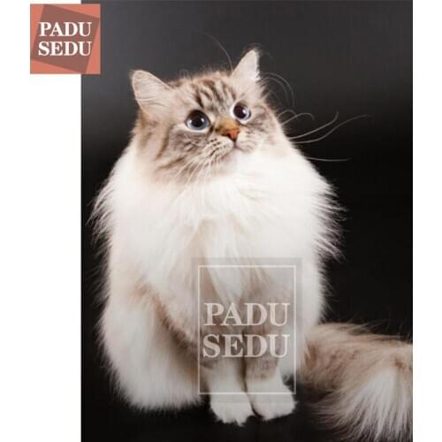 Cat Animal DIY Crystal 5D Full Drill Resin Set Diamond Painting Embroidery Glue Cross Stitch Kit Art 3D Mosaic Square Rhinestone