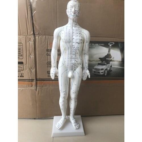 Acupuncture Human Model therapy teacher teaching school educational supplies massage therapy
