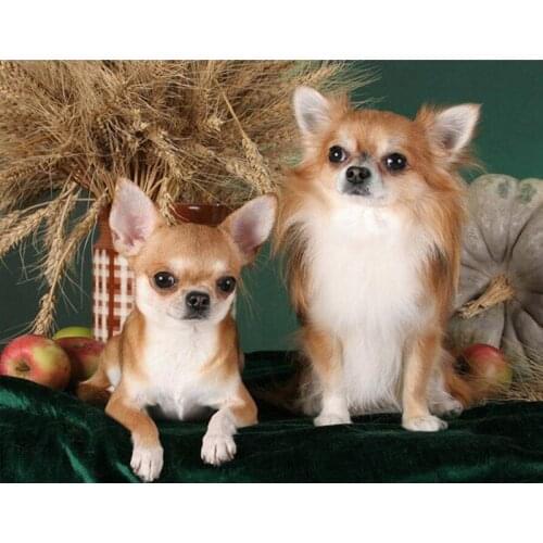 Full Square Round Drill 5D Diy Diamond Painting Chihuahua Dog Pet Embroidery Cross Stitch Kits Rhinestone Wall StickersZP-3843