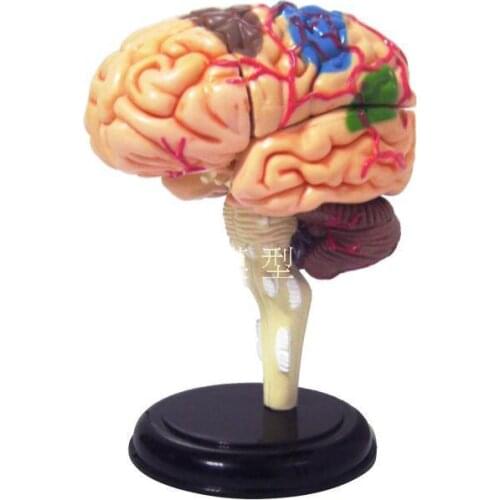 Brain structure model Human Anatomy Model Brain Model Medical Model