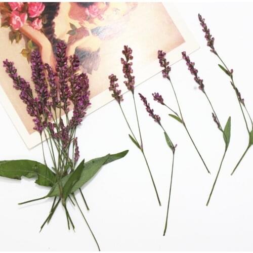 12 Pieces Natural Dried Flowers, Real Press Leaves, Pressed Flowers for