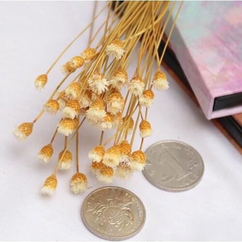 INS Photography Ornaments 50Pcs Dry Flower Natural Dried Flowers Decorative Photography Home Decor Photo Backdrop Decoration