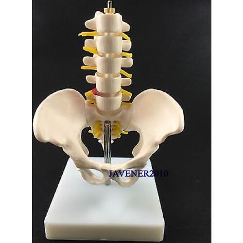 Smaller Human Anatomical Pelvis Lumbar Vertebra Medical Model