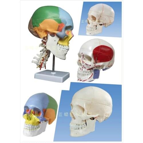 Simulation human skull model brain anatomy model with digital number mark colored skull section model with Cervical vertebra