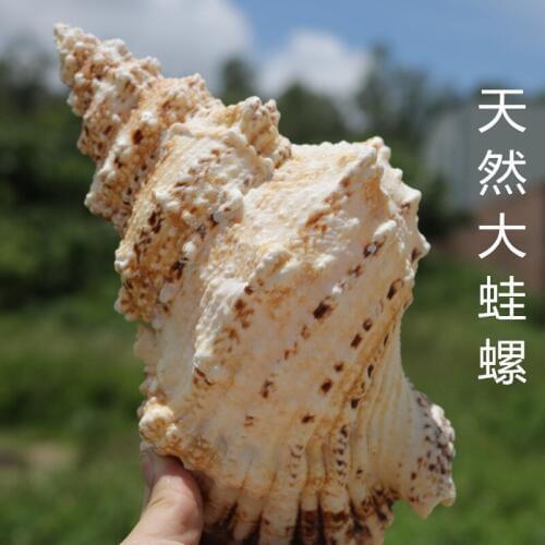 Natural conch material Super large fish tank Landscaping Snail blowing corals statues Home wedding decoration dies