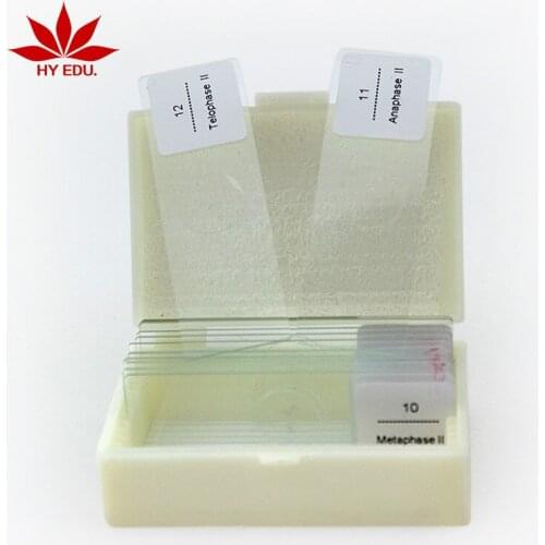 12pcs Biological section corn anther meiosis scientific research details clear biological section specimen