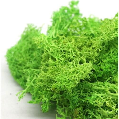 10g Dried Plant Preserved Moss Indie Room Decor High Quality Home Wedding Decorative Wall DIY Flower Mini Accessories