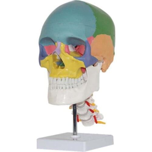Life Size Anatomical Human Skeleton Anatomy Skull Model with Colored Bones Cervical Vertebra Sculpture Medical Learning Supplies