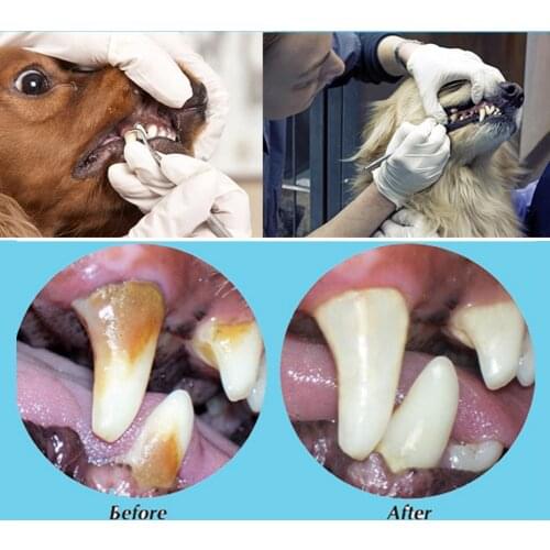 5Pcs Veterinary Home Tartar Removal Health Care Dog Dental Scaler Set Pet Tooth Calculus Cleaning Tools Portable Double Head