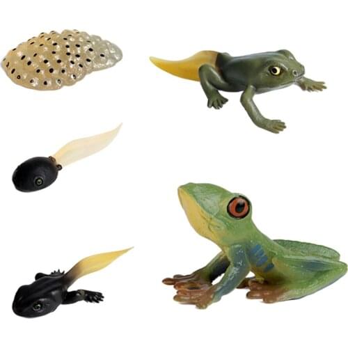 Plastic Education Kids Insect Cycle Figures Frog Growth Child Imagination Biology Toys Role Play Themed Party