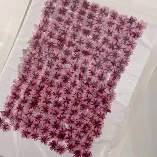 250pcs Pressed Dried Verbena Hortensis Flower For Jewelry Bookmark Postcard Photo Frame Phone Case Making Craft DIY Accessories