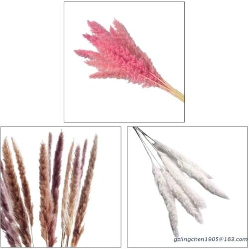 P8DE 15Pcs Small Reed Plumes Bouquet Natural Dried Flower Pampas Dog Tail Grass Phragmites Plants Wedding Bunch Home Decor
