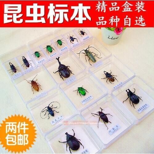 Insect specimen real insect animal box education education education education