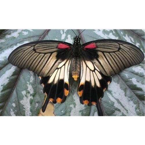 3D Flowers and Butterfly Patten Embroidery Cross Stitch Diamond Painting Full Square Rhinestone Drill Home Decoration A7840R