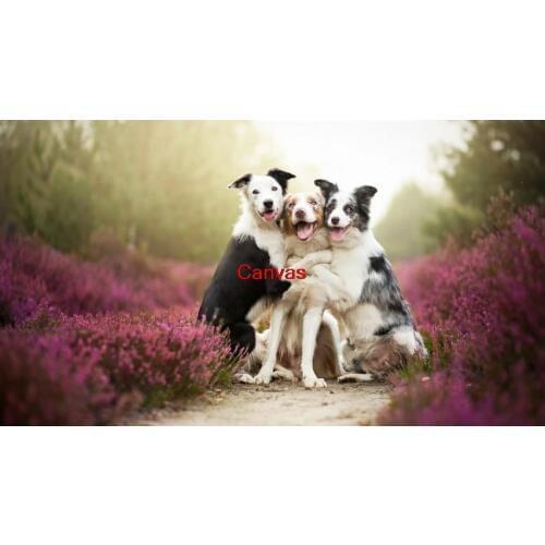 Promotion High quality Living room home wall decoration animal Border collies friends dogs canvas poster Holiday Wedding Decor