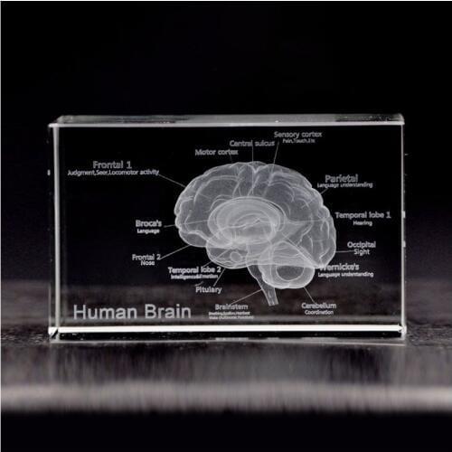 3D Human Anatomical Model Paperweight Laser Etched Brain Crystal Glass Cube Anatomy Mind Neurology Thinking Medical Science Gift