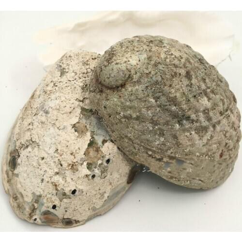 Conch Abalone shell fish tank landscaping home decoration gifts commemorate