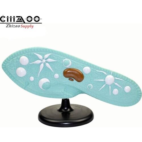 Biology paramecium model education equipment