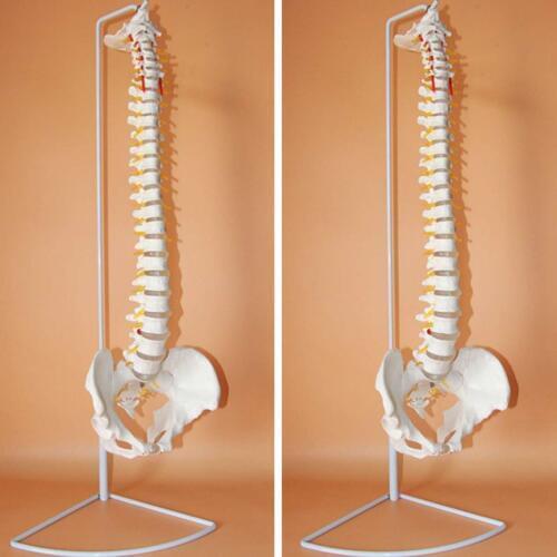 73cm Life Size Flexible Chiropractic Human Spine Anatomical Anatomy Model With Stand School Medical Science Educational Model