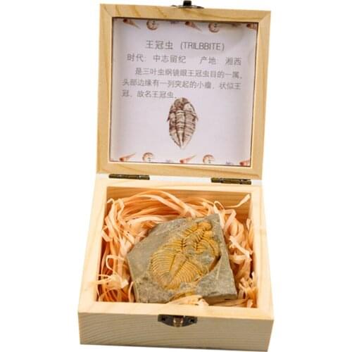Trilobite Collection Set In Box Educational Specimen For Collectibles
