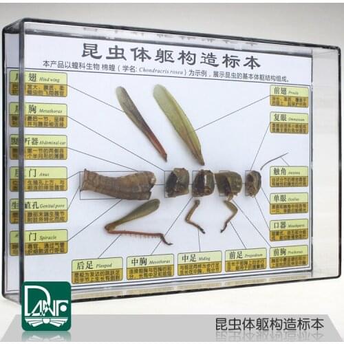 Insect body structure specimens locust structure model science teaching equipment
