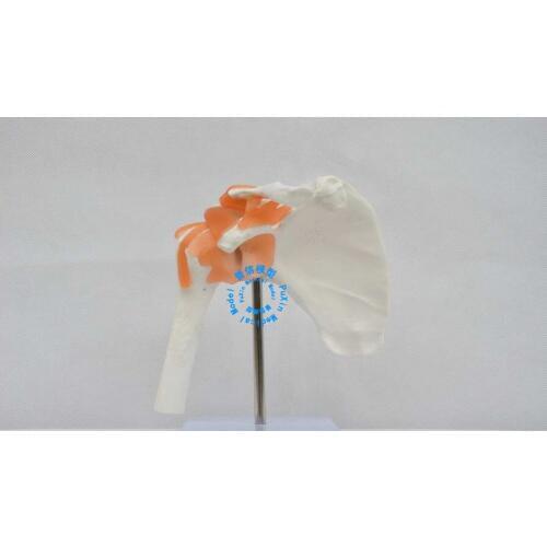 Free shipping&Functional shoulder model, medical, joint model, shoulder blade model, training
