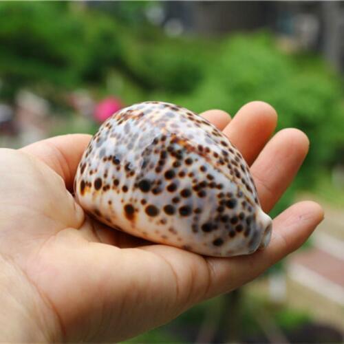 Natural conch seashells snail shell aquarium collection coral Decoration marine decoration nautical