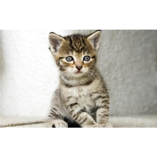 Craft 3D diamond painting cat resin mosaic diamond painting whole picture drill diamond needlework embroidery animal M030