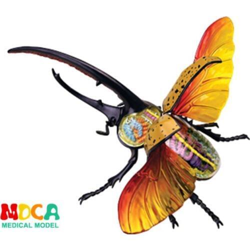 Hercules beetle 4d master puzzle Assembling toy Animal Biology organ anatomical model medical teaching model