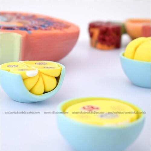 CMAM/13002 Human Fertilization and Intermediate Embryogeny, Genitourinary Medical Teaching Anatomical Model