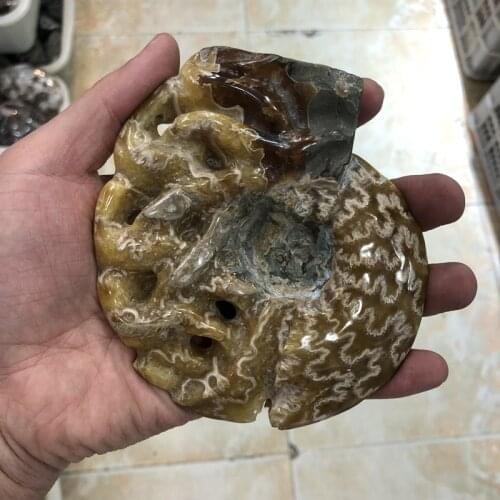 Sale 1Pcs Natural Ammonite Shell Fossils Speciment,Display,Raw Fosiils Ammonite Polished Stone,Size 2",3"