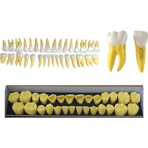 Dental Primary Teeth Model Permanent Teeth Model with Straight Root Pulp Anatomical Model 3Times Carving Guide Model Preparation