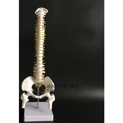 45cm human skeletal vertical spine model with pelvis and femur sucture model spine with nerve system model